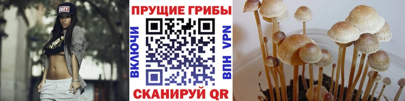 Псилоцибиновые грибы GOLDEN TEACHER  Давлеканово 